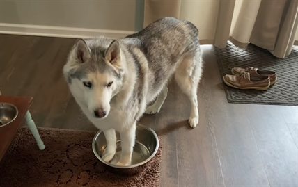 TRENDING NOW: Husky wants his water, without delay | iNFOnews.ca