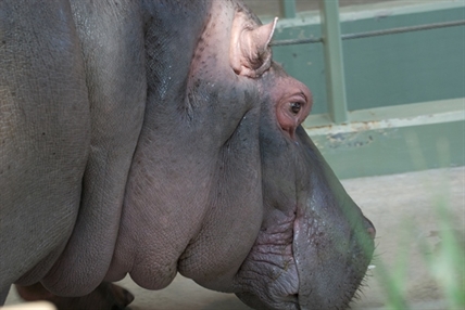 Older hippo at Calgary zoo delivers stillborn twins in surprise pregnancy | iNFOnews.ca