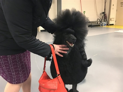 Happy meal: Poodle stops for fast food, wins at Westminster Kennel Club show | iNFOnews.ca Happy meal: Poodle stops for fast food, wins at Westminster Kennel Club show | iNFOnews.ca