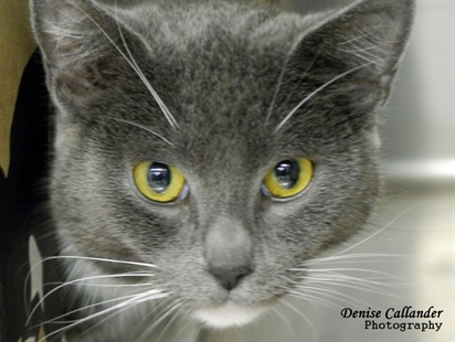 Looking for a forever home, Vernon SPCA pet of the week | iNFOnews.ca