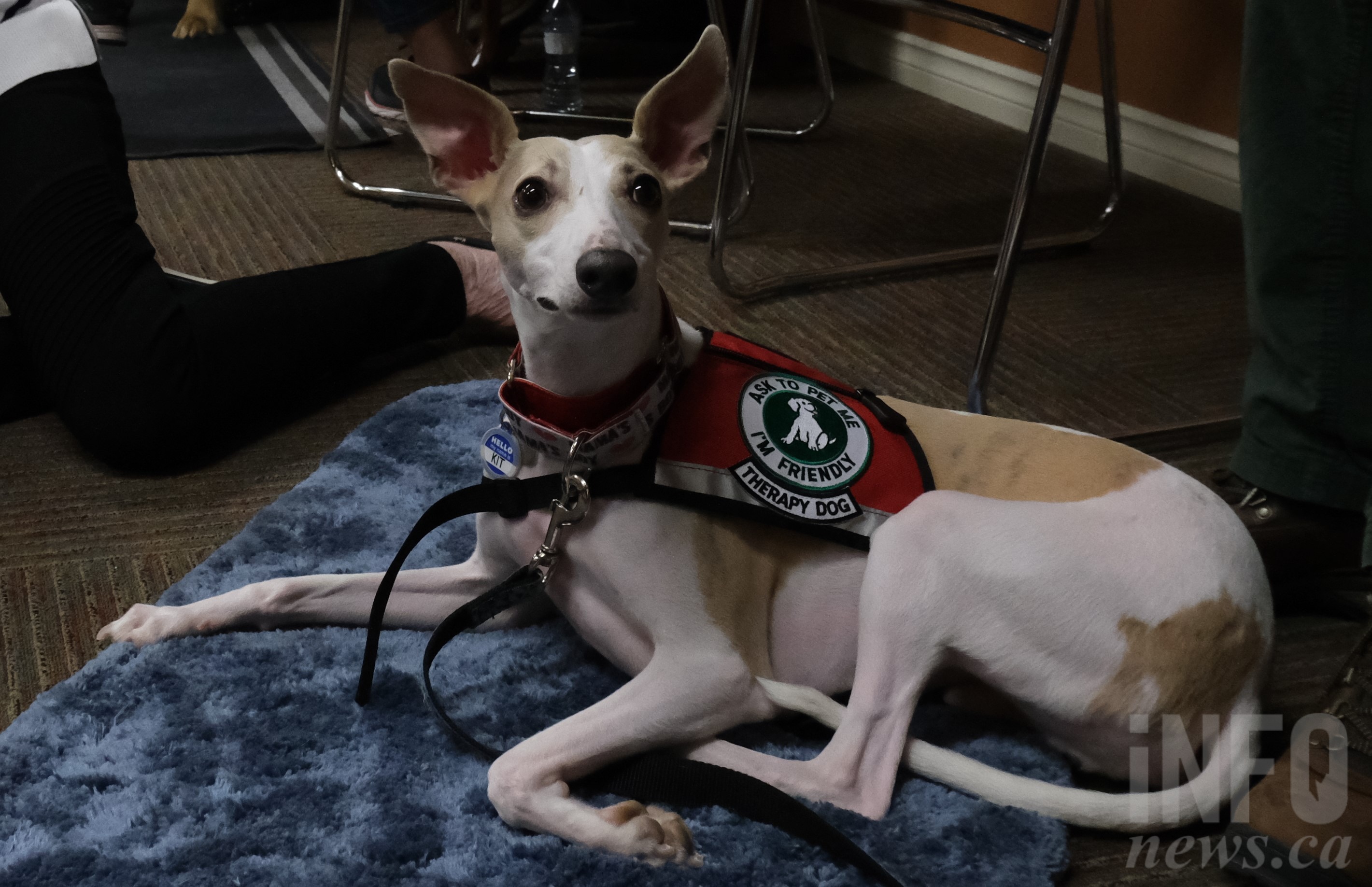 Why Valentine’s Day went to the dogs at Kelowna retirement community | iNFOnews.ca Why Valentine’s Day went to the dogs at Kelowna retirement community | iNFOnews.ca
