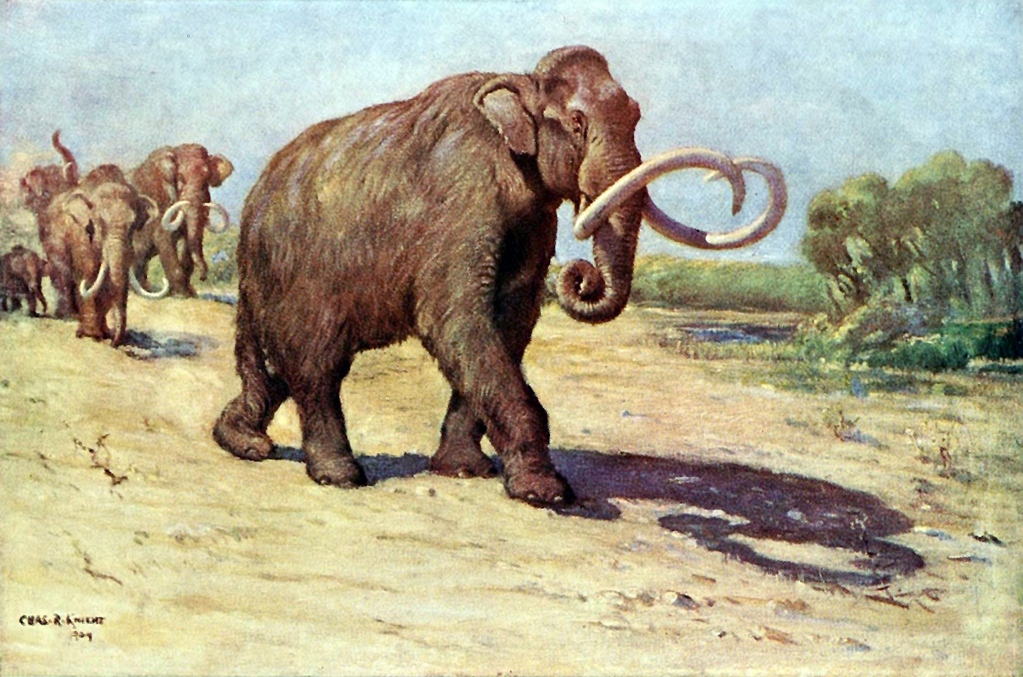 Mammoths claimed the Thompson Okanagan as their home more than 10,000 years ago | iNFOnews.ca Mammoths claimed the Thompson Okanagan as their home more than 10,000 years ago | iNFOnews.ca