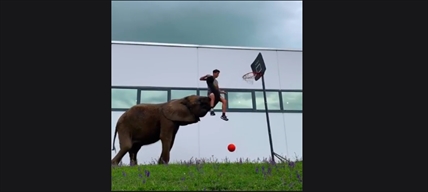 TRENDING NOW: Elephant knows how to be a team player | iNFOnews.ca
