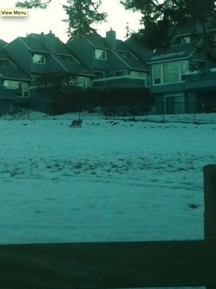 Third cougar in three days sought by conservation officers | iNFOnews.ca