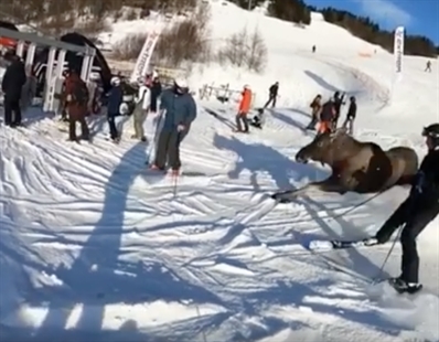 TRENDING NOW: Swedish skiers surprised by moose on the loose | iNFOnews.ca