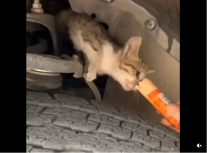 TRENDING NOW: Noisy kitten lured out from under car hood | iNFOnews.ca