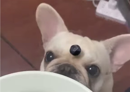TRENDING NOW: Pup just wants that delicious blueberry | iNFOnews.ca