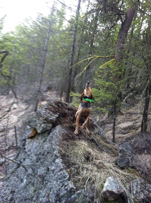 Half of conservation program killed by cougar | iNFOnews.ca