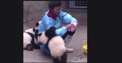 TRENDING NOW: What's the cutest job in the world? Panda caretaker | iNFOnews.ca