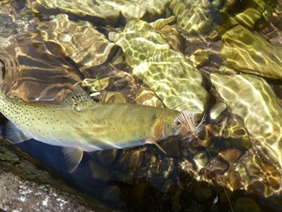 Coal miner Teck baffled by fish collapse downstream of British Columbia mines | iNFOnews.ca Coal miner Teck baffled by fish collapse downstream of British Columbia mines | iNFOnews.ca