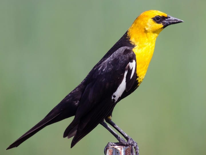 These bird sightings are the true sign spring has sprung in Kamloops | iNFOnews.ca