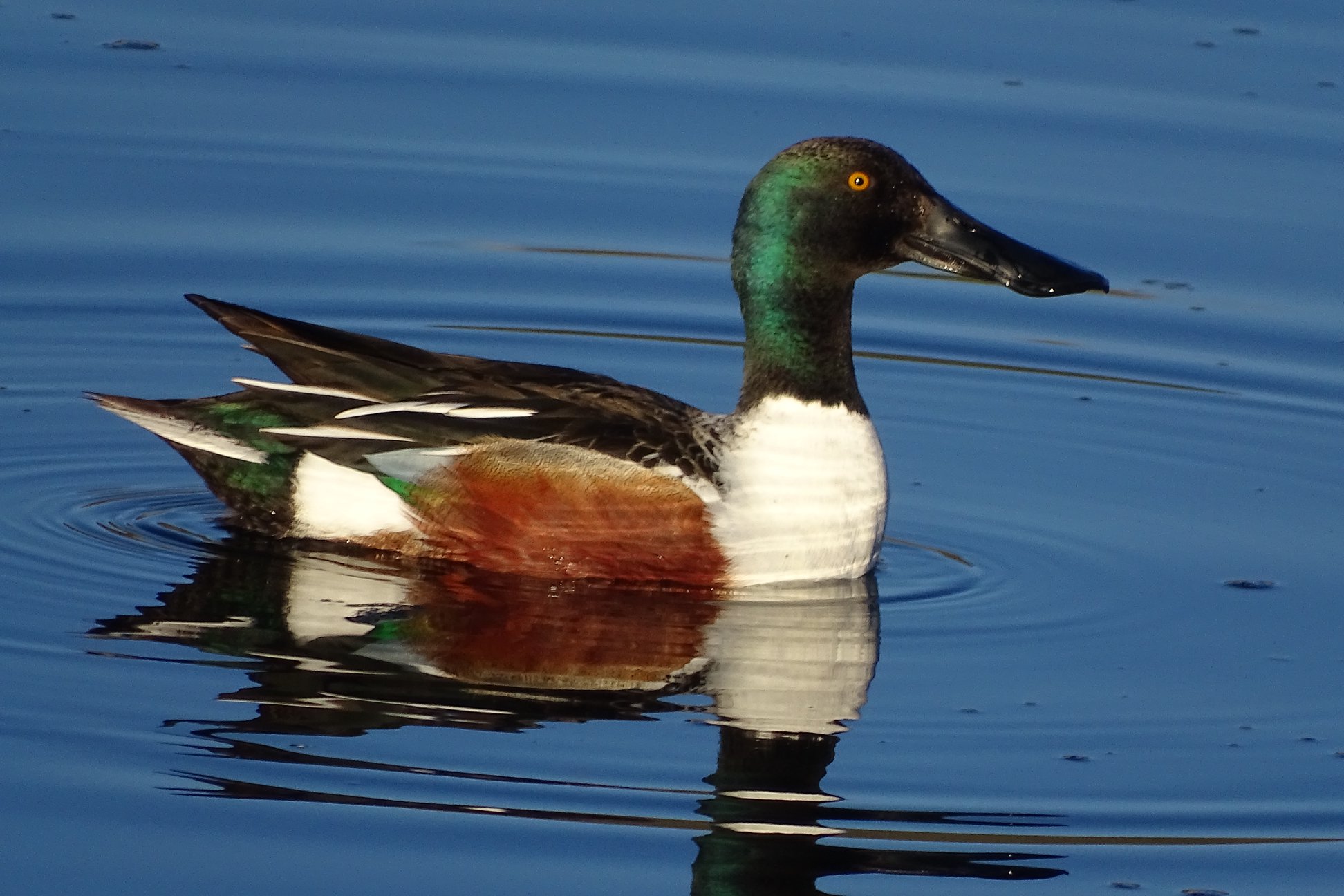 These bird sightings are the true sign spring has sprung in Kamloops | iNFOnews.ca