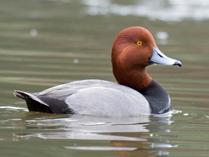 These bird sightings are the true sign spring has sprung in Kamloops | iNFOnews.ca