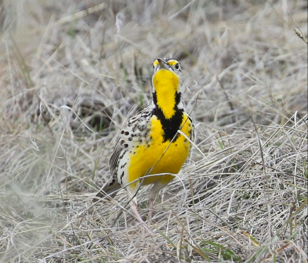 These bird sightings are the true sign spring has sprung in Kamloops | iNFOnews.ca