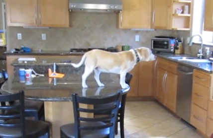 Beagle grabs a chicken nugget snack | iNFOnews.ca Beagle grabs a chicken nugget snack | iNFOnews.ca