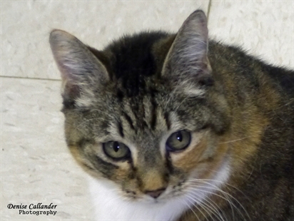 Looking for a forever home, Vernon SPCA pet of the week | iNFOnews.ca