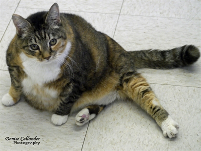 Looking for a forever home, Vernon SPCA pet of the week | iNFOnews.ca