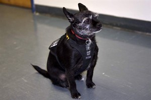 Air Canada apologizes after Alberta soldier with PTSD charged for service dog | iNFOnews.ca Air Canada apologizes after Alberta soldier with PTSD charged for service dog | iNFOnews.ca