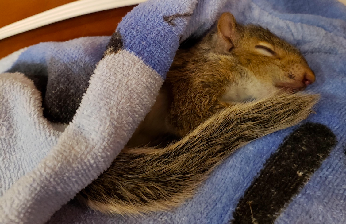 Adorable alert: Kelowna dog adopts an orphaned baby squirrel | iNFOnews.ca Adorable alert: Kelowna dog adopts an orphaned baby squirrel | iNFOnews.ca