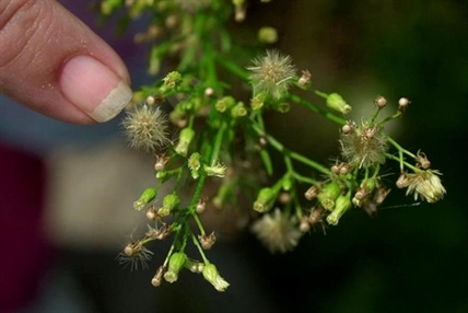 Allergies or COVID? Expert says symptoms differ, but best to take precautions | iNFOnews.ca