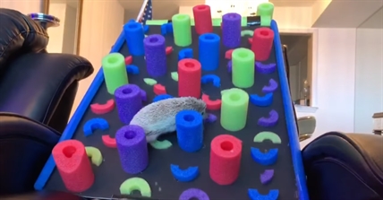 TRENDING NOW: This hedgehog's agility course trials is what we need right now | iNFOnews.ca