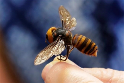 iN VIDEO: More 'murder hornets,' with sting that can kill, found near B.C. | iNFOnews.ca iN VIDEO: More 'murder hornets,' with sting that can kill, found near B.C. | iNFOnews.ca