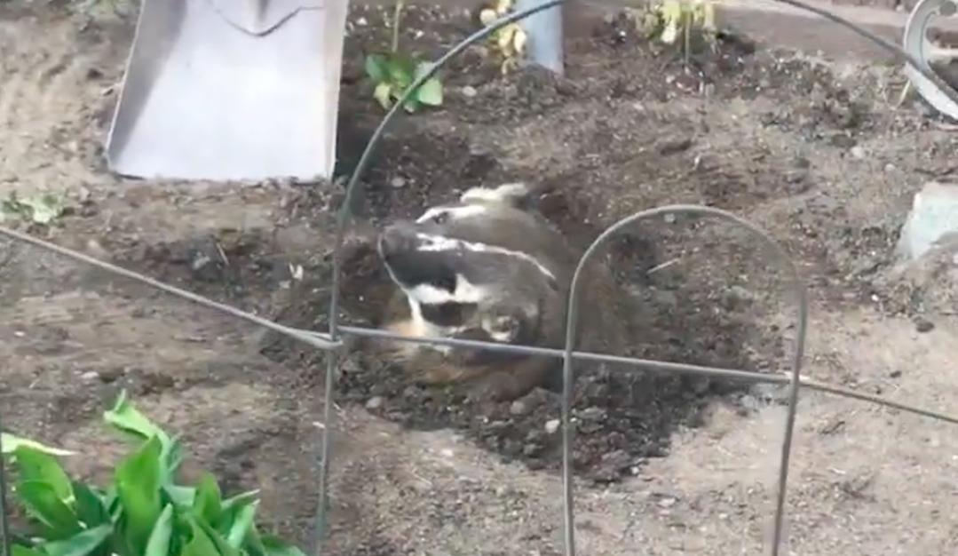 iN VIDEO: Kamloops woman spots badger in her garden | iNFOnews.ca