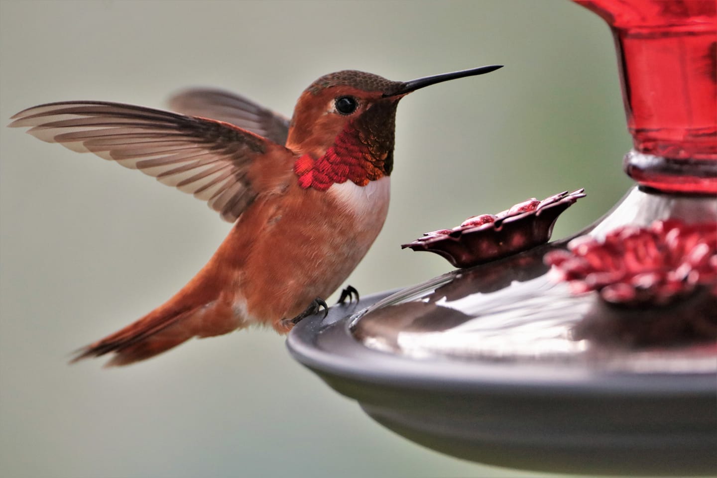iN PHOTOS: Okanagan, Kamloops locals take stunning wildlife photos | iNFOnews.ca