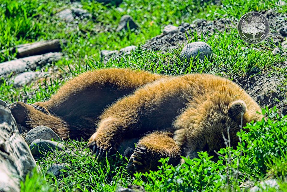 iN PHOTOS: Okanagan, Kamloops locals take stunning wildlife photos | iNFOnews.ca
