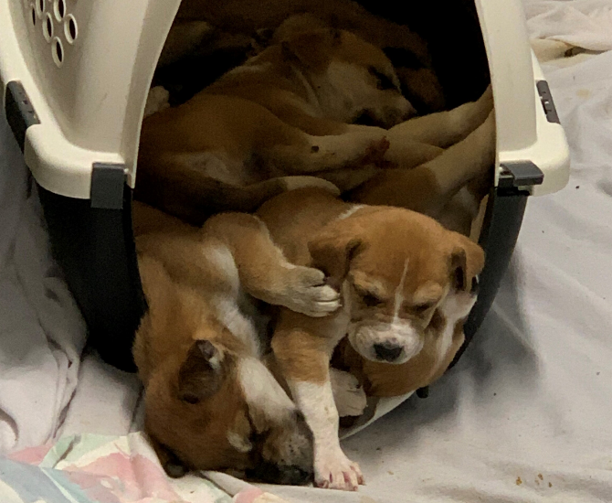 12 puppies abandoned near Williams Lake now in the care of B.C. SPCA | iNFOnews.ca