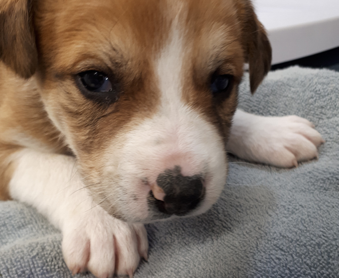 12 puppies abandoned near Williams Lake now in the care of B.C. SPCA | iNFOnews.ca