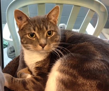 Looking for a forever home, Penticton SPCA Pets of the Week | iNFOnews.ca