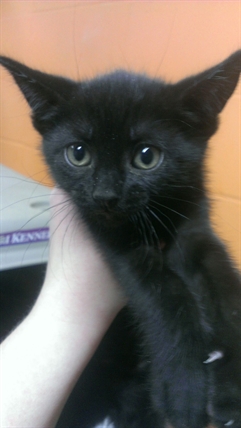 Looking for a forever home, Penticton SPCA Pets of the Week | iNFOnews.ca