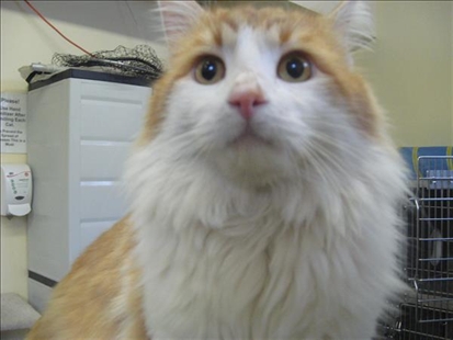 Looking for a forever home, Vernon SPCA pets of the week | iNFOnews.ca