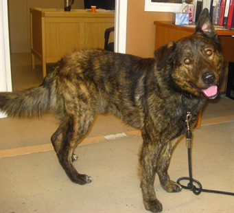 Looking for a forever home, Vernon SPCA pets of the week | iNFOnews.ca