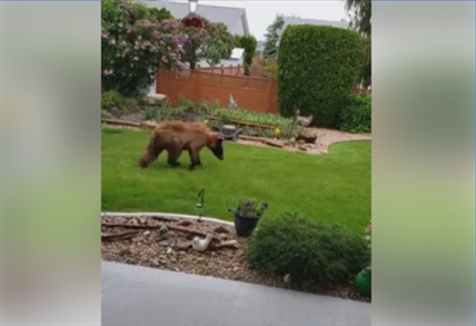 iN VIDEO: Big brown bear spotted in Vernon backyard | iNFOnews.ca