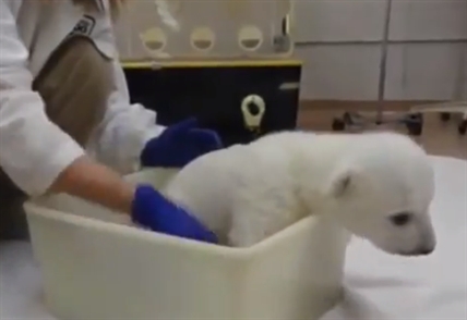 Polar bear cub's first bath | iNFOnews.ca