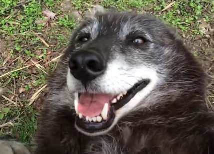 TRENDING NOW: The happiest wolf you'll see all day | iNFOnews.ca