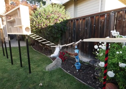 TRENDING NOW: Former NASA engineer builds squirrel-revenge obstacle course | iNFOnews.ca