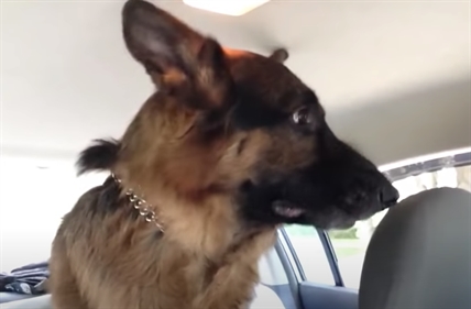 TRENDING NOW: When Enzo the German shepherd realizes he's at the vet | iNFOnews.ca