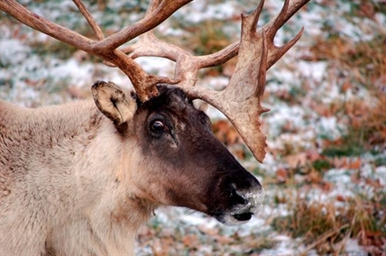 'It is dire:' Study finds B.C. logging continues on critical caribou habitat | iNFOnews.ca