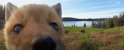 TRENDING NOW: Adorable animals finding trail cameras | iNFOnews.ca