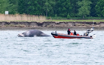 Humpback whale that thrilled crowds in Montreal reported dead in St. Lawrence | iNFOnews.ca
