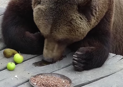 TRENDING NOW: Grizzly bear's breakfast | iNFOnews.ca