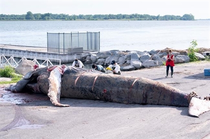 Examination suggests whale that died near Montreal was likely hit by boat | iNFOnews.ca