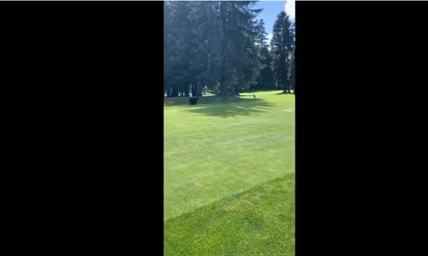 TRENDING NOW: Bear playfully chases coyote around Whistler golf course | iNFOnews.ca