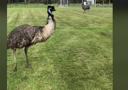 TRENDING NOW: Giddy emus will make you smile | iNFOnews.ca