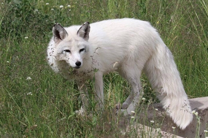 B.C. Wildlife Park welcomes two rescued foxes | iNFOnews.ca B.C. Wildlife Park welcomes two rescued foxes | iNFOnews.ca