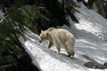 Concerns raised as people crowd rare white grizzly in Banff and Yoho parks | iNFOnews.ca