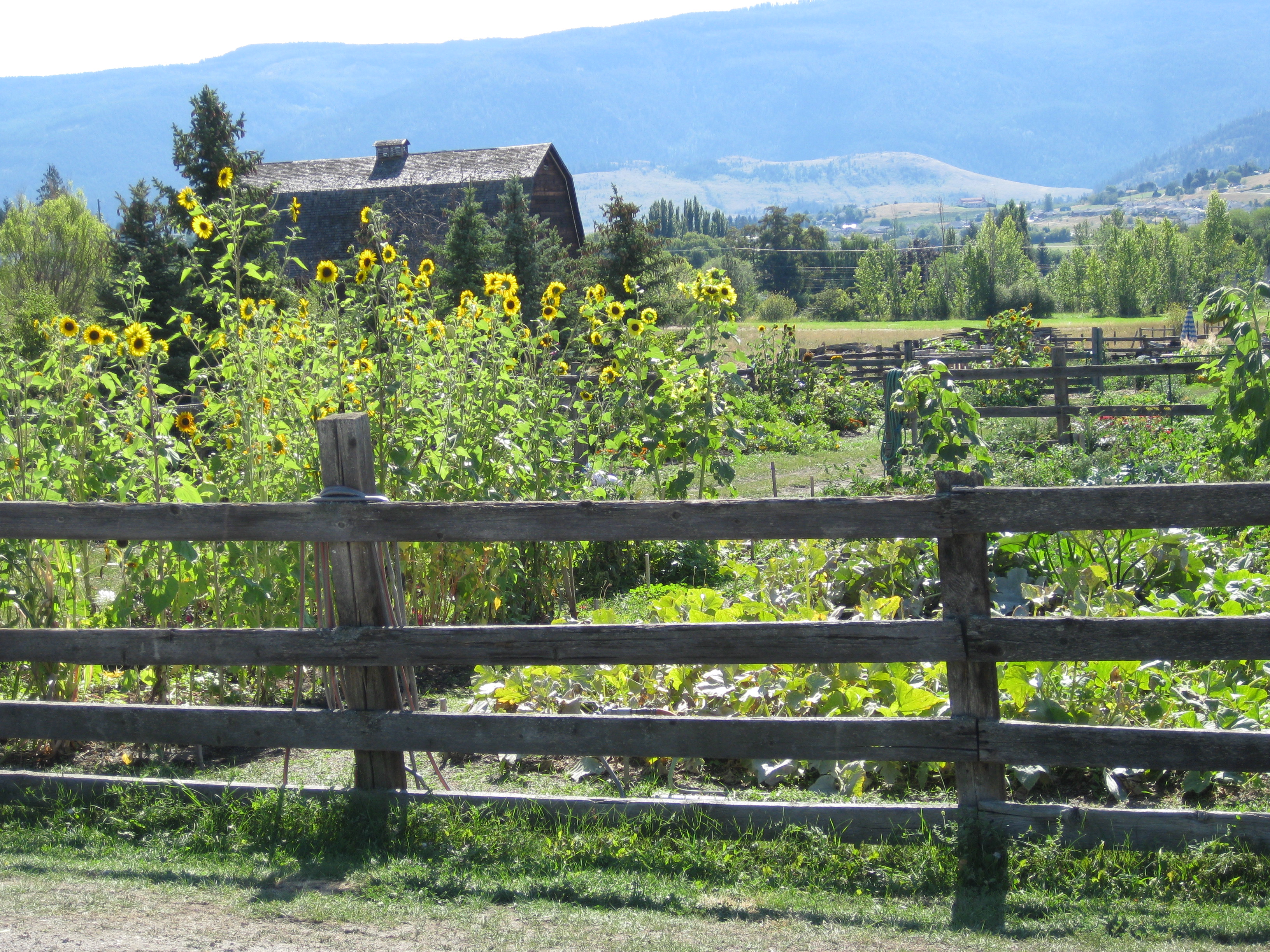 Community garden leadership still uncertain | iNFOnews.ca